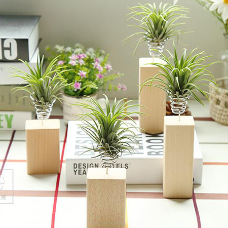 Customization Plant Decoration Promotional Products
