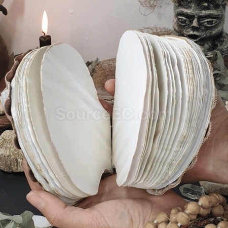 Customization Shell Shaped Notebook Promotional Products