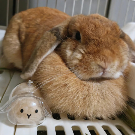 Customization Cute Little Rabbit Transparent Hair Storage Box Promotional Products